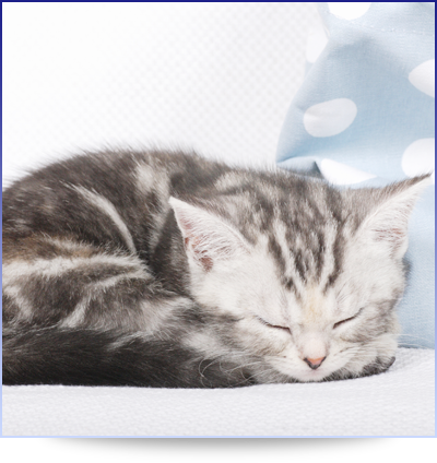 子猫