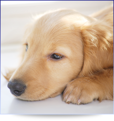 犬